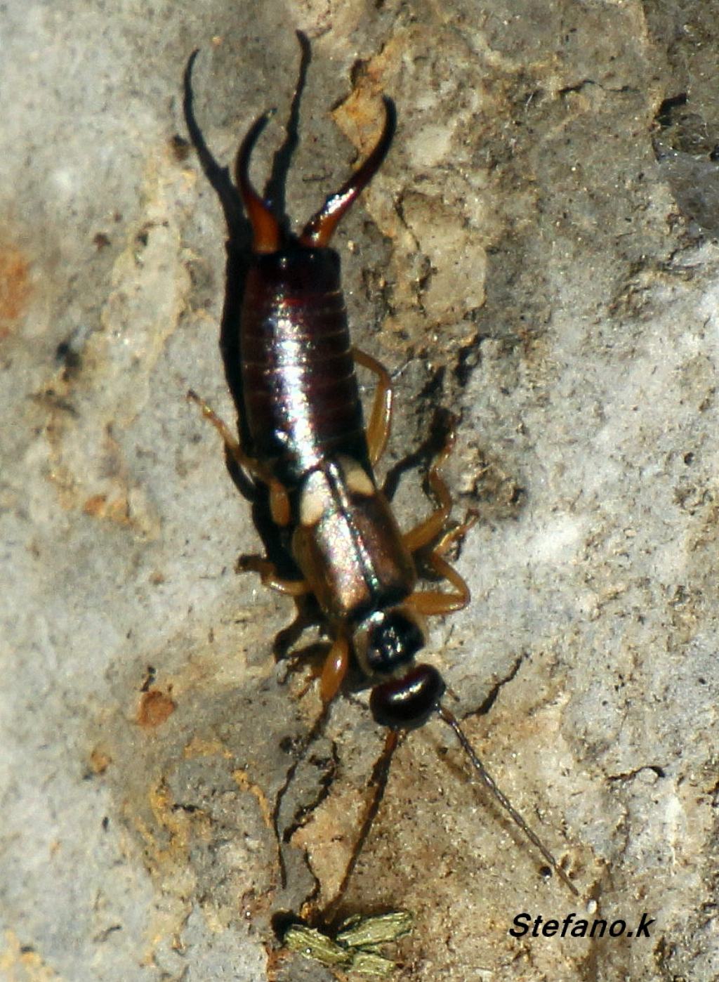 Maschio di Forficula sp.